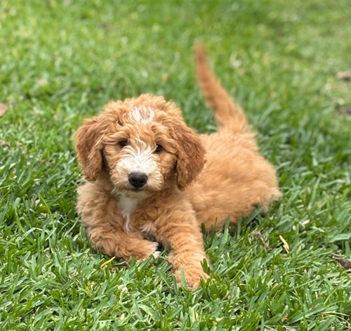 My Little Doodle photo