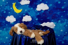 Goldendoodle Acres photo