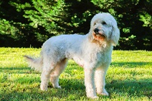 Parfait Mischen Goldendoodles photo