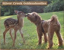 Silver Creek Goldendoodles photo