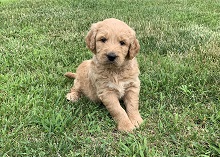 Family Forever Puppies photo