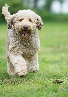 Knudawn Southern Goldendoodles photo