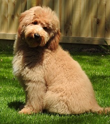 Keepsake Goldendoodles photo