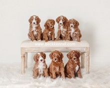 Beck Kennel photo