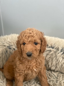 Doodle Dog Pups, LLC photo