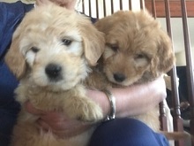 Colorado Puppies photo