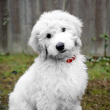 Euro Goldendoodle photo