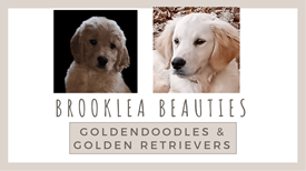 Brooklea Beauties photo