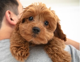 Northwoods Goldendoodles photo