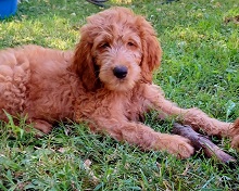 Sierra Vista Labradoodles and Goldendoodles photo