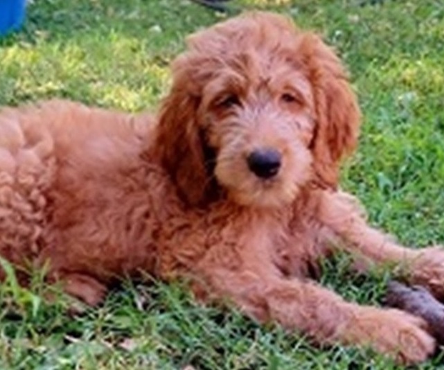 Pet