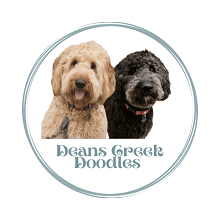 Deans Creek Goldendoodles photo