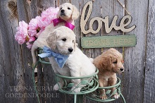 The Natural Goldendoodle photo