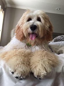 Doodle Heaven photo